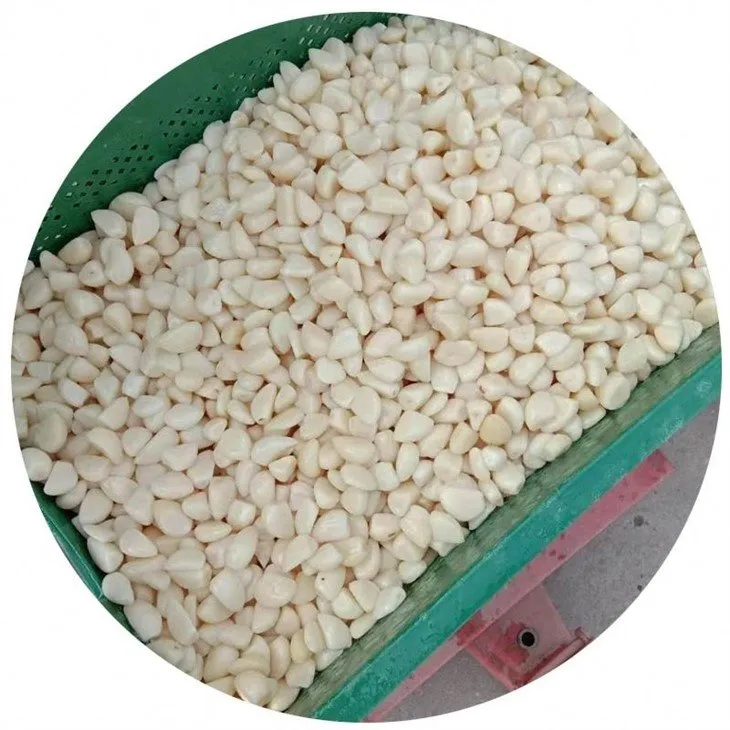 Good quality white garlic in salted water in drums