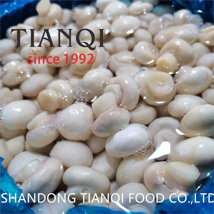 Whole white mushroom in brine in drums 50kgs