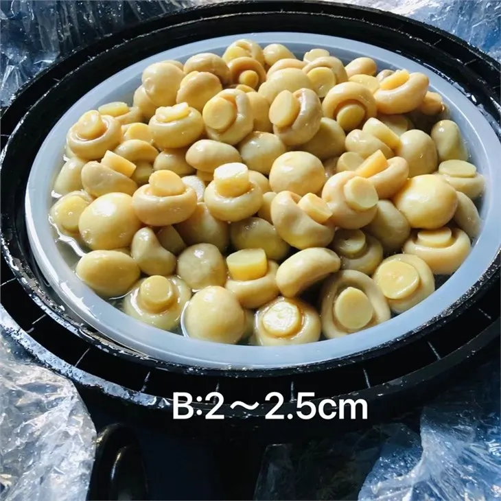 2023 Hot Selling White Champignon Mushroom in Brine in Drums