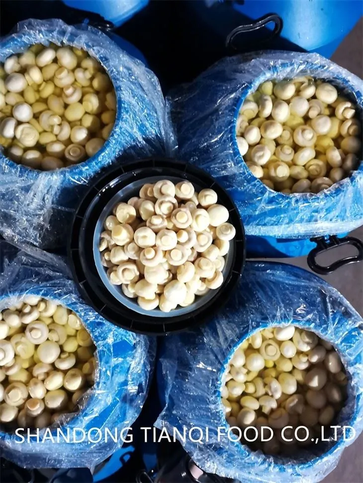 Cultivated Whole White Mushroom in Brine in Drums